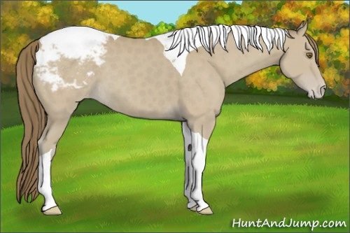 Horse Color:Classic Cream Champagne Tobiano Appaloosa 
