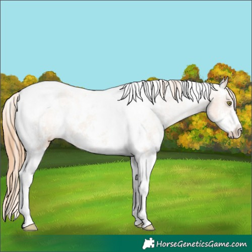 Horse Color:Gold Champagne Sabino Tobiano Varnish 