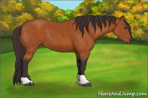 Horse Color:Buckskin Tobiano 