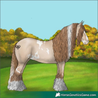Horse Color:White Spotted Grullo Pearl Splash