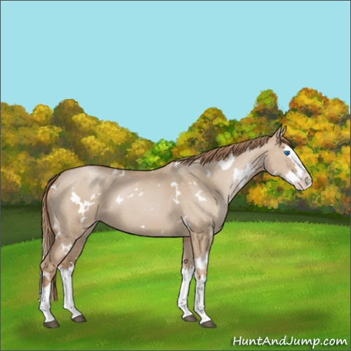 Horse Color:White Spotted Grullo Pearl Splash