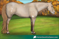 Horse Color:White Spotted Grullo Pearl Splash 