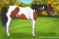 Horse Color:Bay Tobiano 