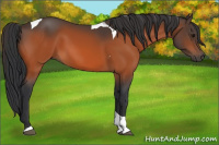 Horse Color:Bay Tobiano 