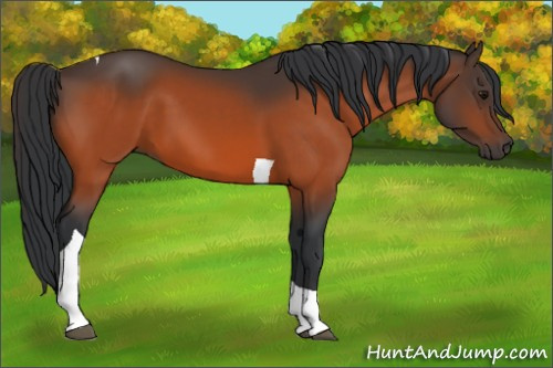 Horse Color:Bay Tobiano 