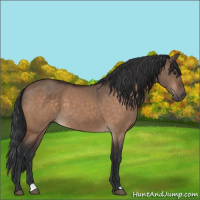 Horse Color:Brown Dun 