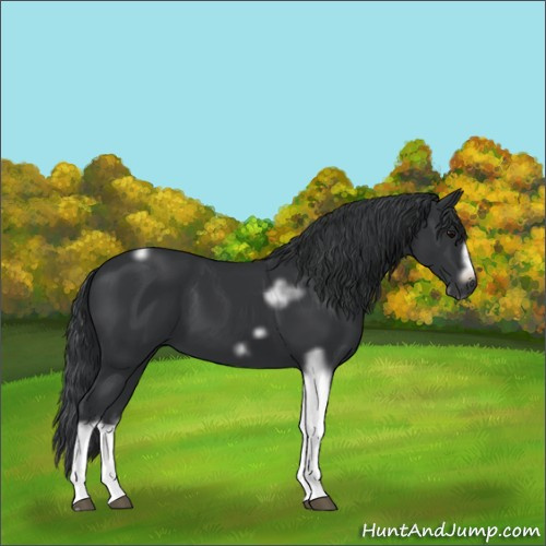 Horse Color:Black Tobiano Frame 