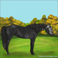 Horse Color:Gray Black 