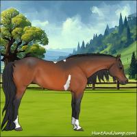 Horse Color:Bay Tobiano 