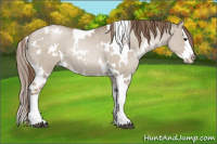 Horse Color:White Spotted Grullo Pearl Splash