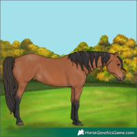 Horse Color:Bay 