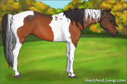 Horse Color:Bay Tobiano 