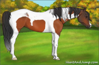 Horse Color:Brown Tobiano 
