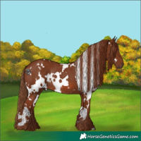 Horse Color:White Spotted Chestnut Rabicano