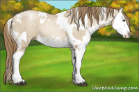 Horse Color:White Spotted Grullo Pearl Splash 