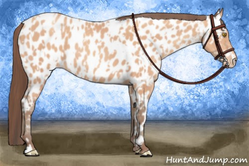 Horse Color:Amber Champagne Appaloosa and Amber Champagne Appaloosa