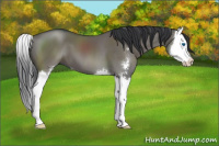 Horse Color:Grullo Sabino Splash 