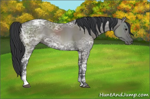 Horse Color:Grullo Ice Sabino 