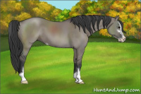 Horse Color:Grullo Sabino 