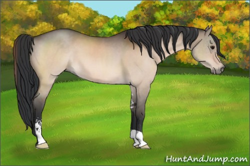 Horse Color:Brown Dun Sabino 