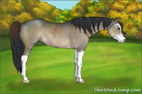 Horse Color:Brown Dun Sabino 