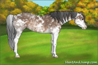 Horse Color:Brown Dun Sabino 