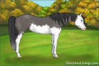 Horse Color:Grullo Sabino Splash 