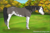 Horse Color:Grullo Sabino Splash 