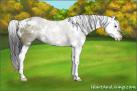 Horse Color:Grullo Sabino Splash 
