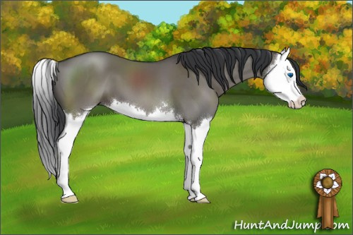Horse Color:Grullo Sabino Splash
