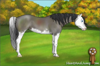 Horse Color:Grullo Sabino Splash 