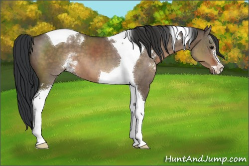 Horse Color:Brown Dun Sabino Tobiano