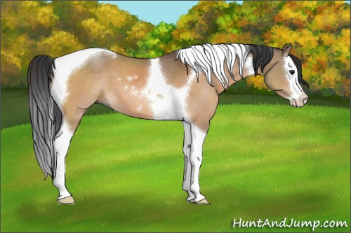 Horse Color:Brown Dun Sabino Splash Tobiano