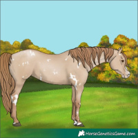 Horse Color:White Spotted Grullo Pearl Splash 