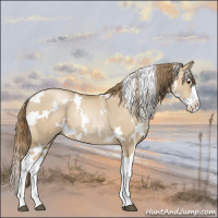 Horse Color:White Spotted Grullo Pearl Splash