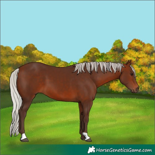 Horse Color:Silver Brown