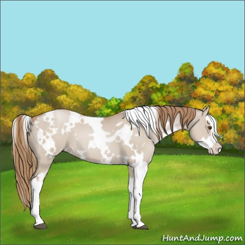 Horse Color:White Spotted Grullo Pearl Splash 