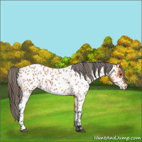 Horse Color:Bay Appaloosa 