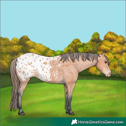 Horse Color:Bay Appaloosa 