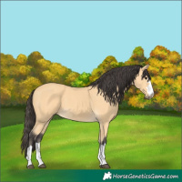 Horse Color:Buckskin 