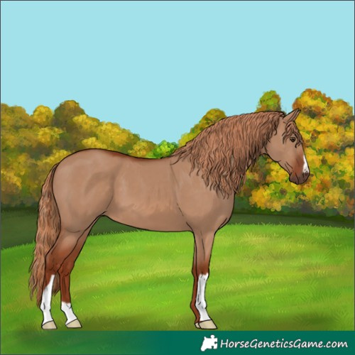Horse Color:Red Dun 