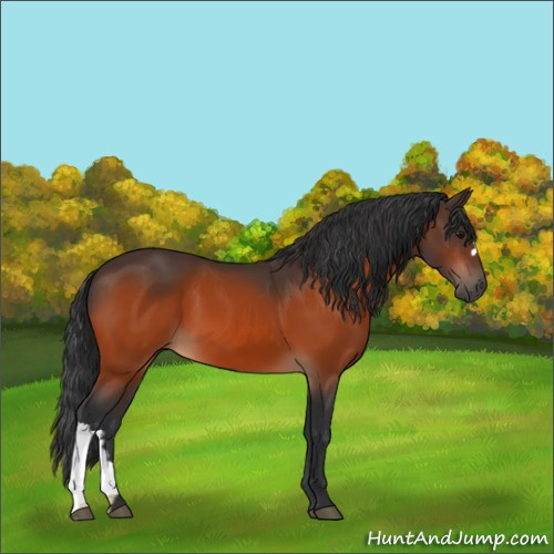 Horse Color:Bay 