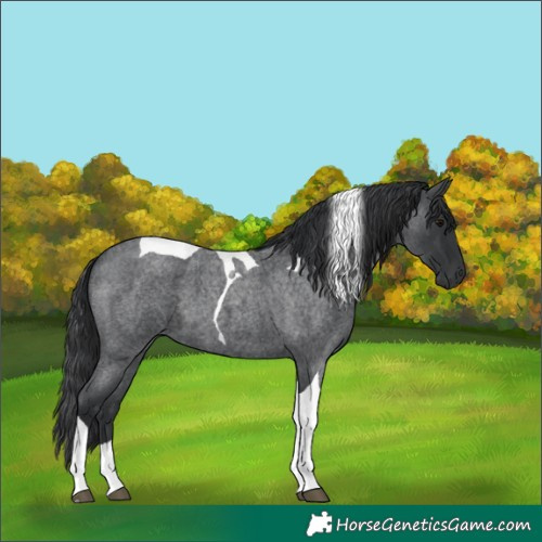 Horse Color:Blue Roan Tobiano 