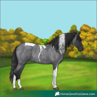 Horse Color:Blue Roan Tobiano 