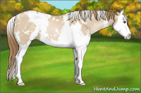 Horse Color:White Spotted Grullo Pearl Splash