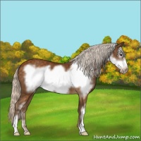 Horse Color:Silver Buckskin Frame 