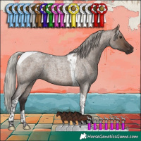 Horse Color:Silver Brown Roan Dun Tobiano