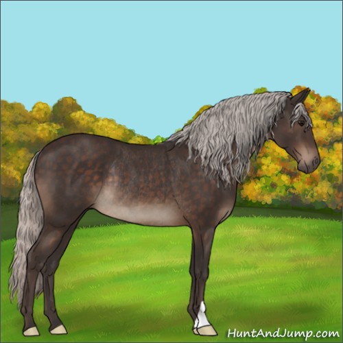 Horse Color:Silver Brown Rabicano