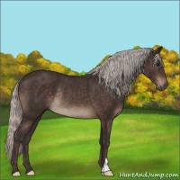 Horse Color:Silver Brown Rabicano 