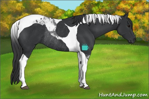 Horse Color:Black Tobiano Rabicano